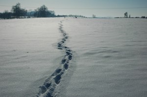 Footsteps_in_the_south_-_geograph.org.uk_-_1655352